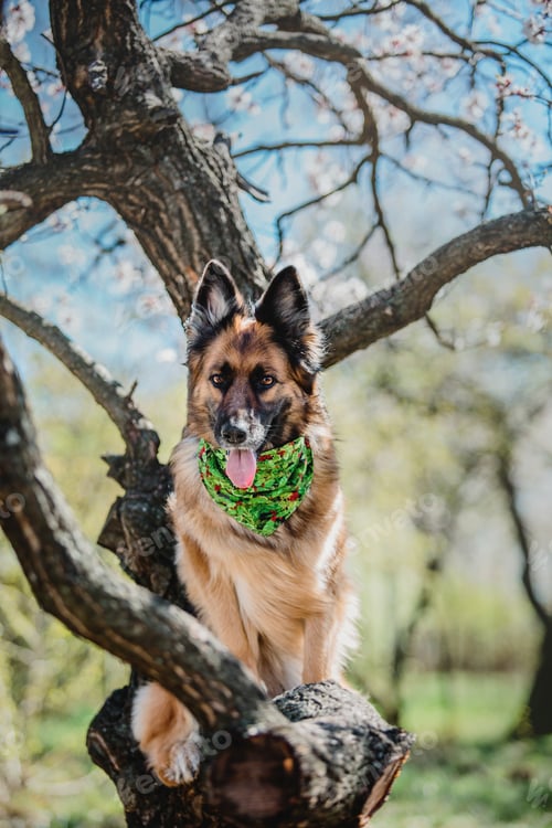 Preview: Portrait of a German shepherd dog. Dog outdoor. Purebred dog.