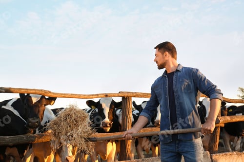 Preview: Worker feeding cows with hay on farm. Animal husbandry