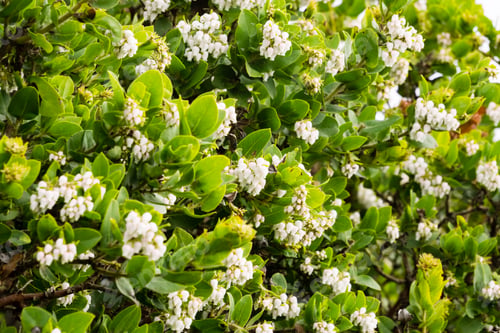 Preview: Manzanita shrub full of white flowers, California