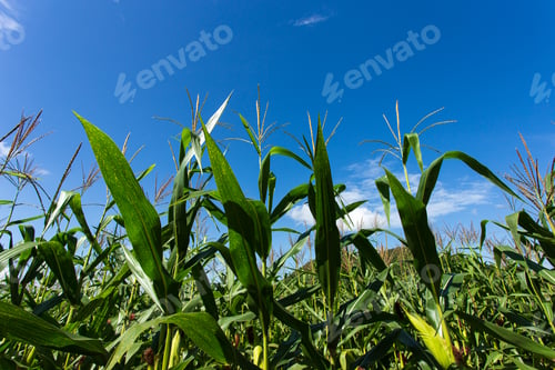 Preview: Corn farm on hill with blue sky and sunset background