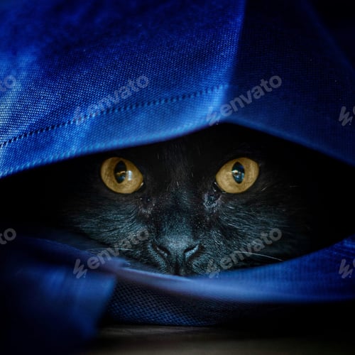 Preview: Black Cat Peering Out From Under Blue Fabric