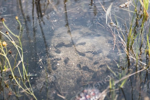 Preview: Group of tadpoles swimming in water