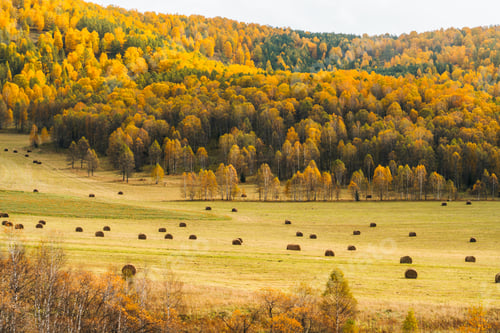Preview: Hay bales in a field with autumn mountains
