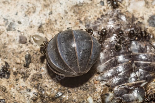 Preview: oniscidea insect surrounded by ants on all sides