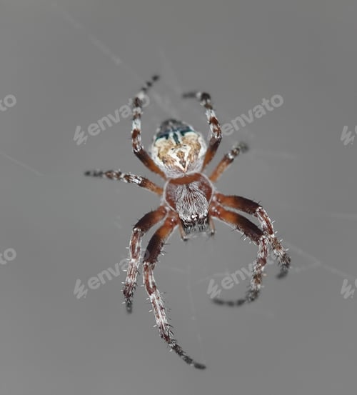 Preview: Ornamental spider with a natural portrait of a wolf or bear on its back.