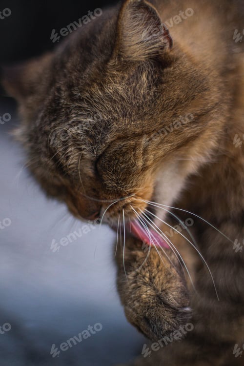 Preview: Furry cat licking itself