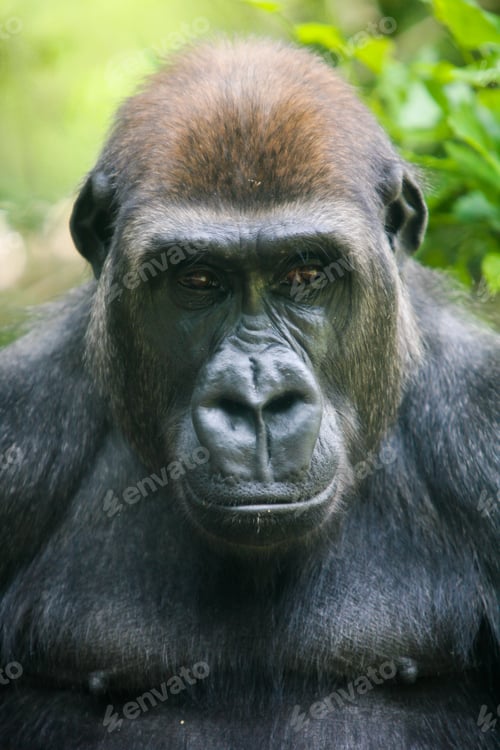 Preview: Pensive Gorilla