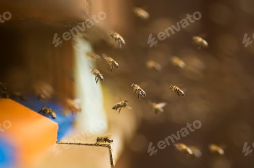 Preview: Honeybee hives (Apis mellifera)