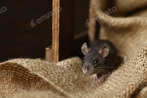Preview: Curious Rat Poses Amongst Coarse Woven Fabric