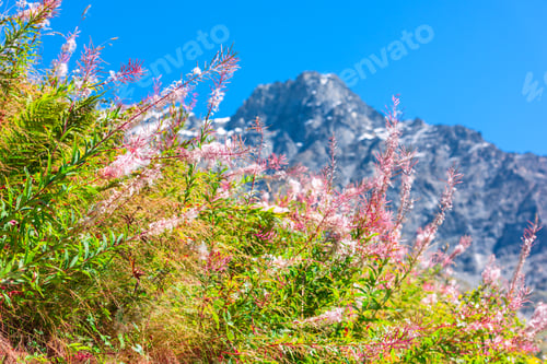 Preview: Swiss Apls with wild pink flowers