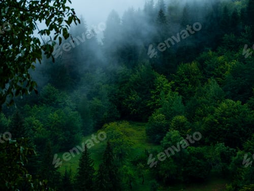 Preview: Misty Carpathian Mountains with fog landscape. Foggy morning green fir trees forest on a rainy day.