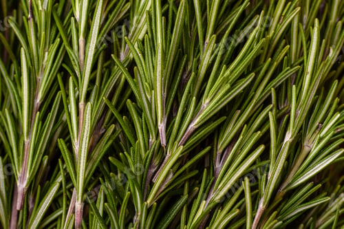 Preview: Fresh green rosemary sprigs prepared for cooking