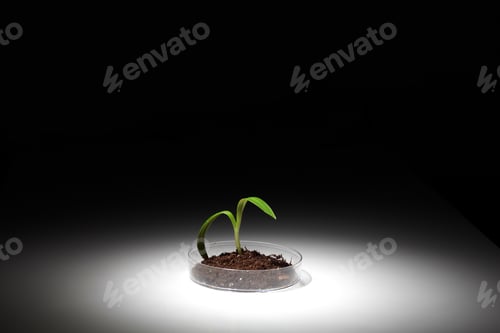 Preview: Small green plant on the table