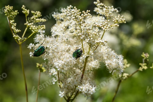 Preview: Cetonia aurata on the ground elder.