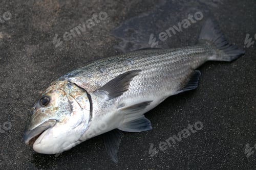 Preview: Dead fish on a concrete grey surface