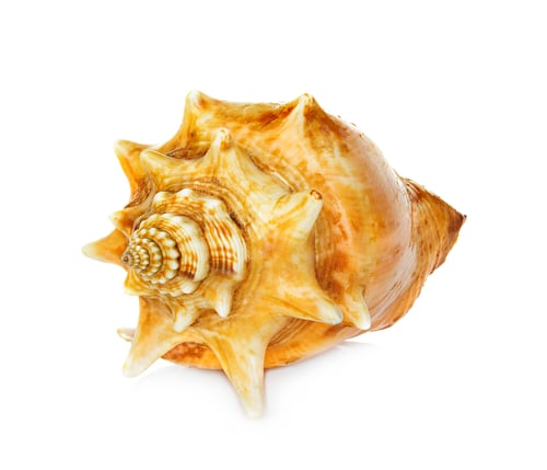 Preview: sea shell isolated on white background