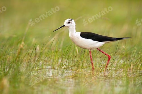 Preview: Black-winged stilt wading in water of wetland in summer nature