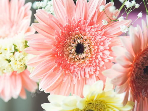 Preview: Pink gerbera daisy bouquet near a window