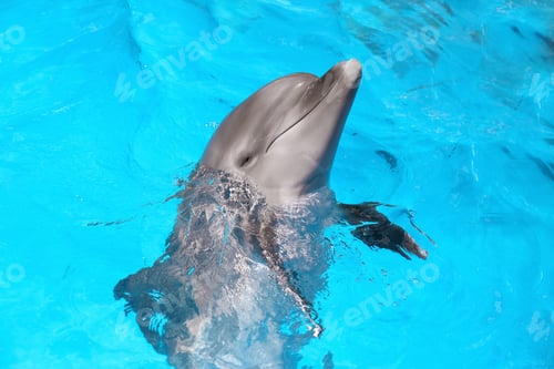 Preview: Dolphin swimming in pool at marine mammal park