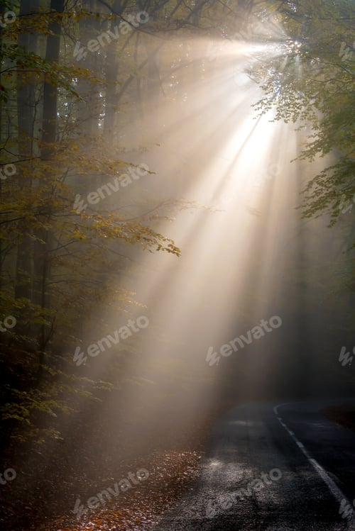 Preview: Sunbeams through the fog in the forest on the road