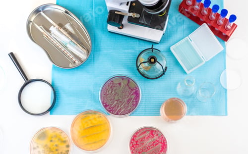 Preview: Examine bacteria in petri dishes in the laboratory. Selective focus.