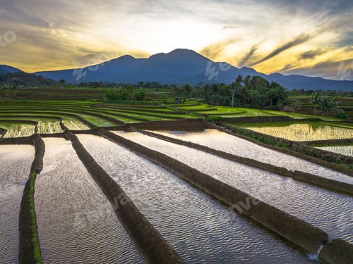 Preview: Beautiful morning view indonesia panorama landscape paddy fields