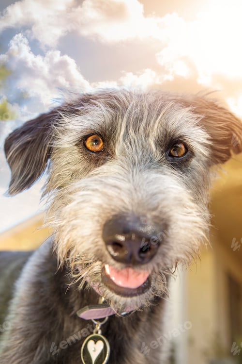 Preview: Happy Dog in Backyard on Sunny Day