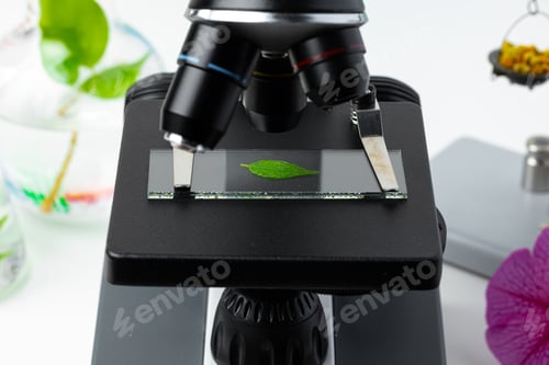 Preview: Close up of a plant leaf on a glass slide in a microscope. Biotechnology concept