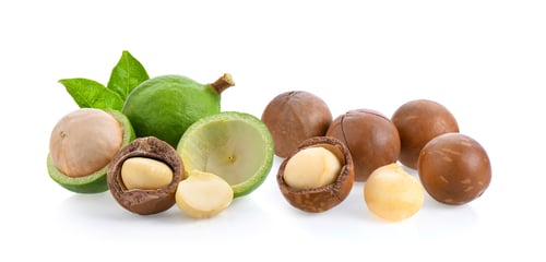 Preview: macadamia nuts isolated on white