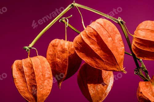 Preview: Physalis on a pink background