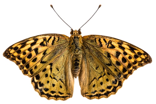 Preview: Butterfly Silver-Washed fritillary, lat. Argynnis paphia, isola