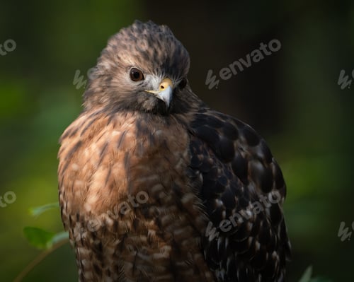 Preview: Red-shouldered Hawk