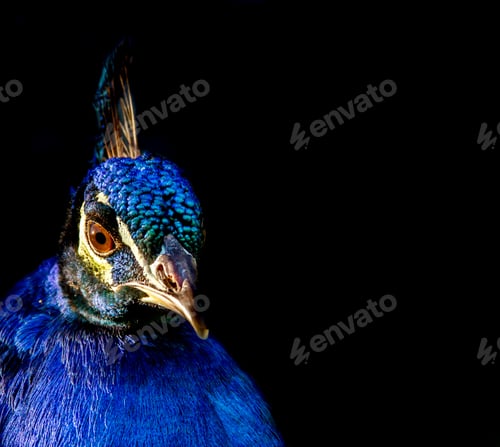 Preview: Closeup shot of a beautiful blue peacock face on a black background