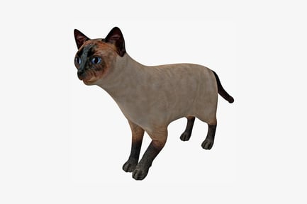 Preview: Siamese cat in profile view