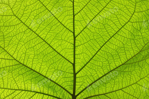 Preview: Extreme close up texture of green leaf veins