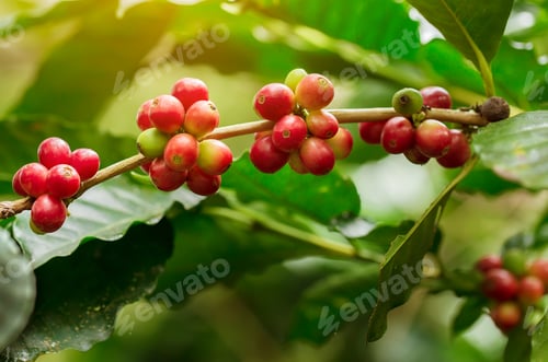 Preview: Coffee beans ripening, fresh coffee,red berry branch