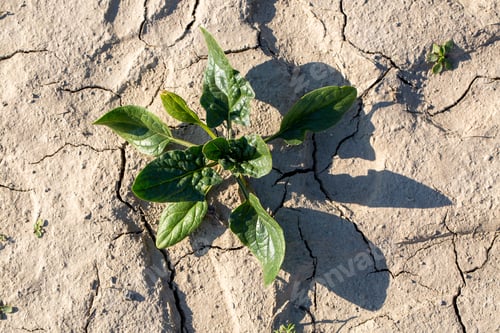 Preview: Fresh green spinach in a spinach field.