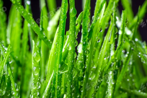 Preview: green grass