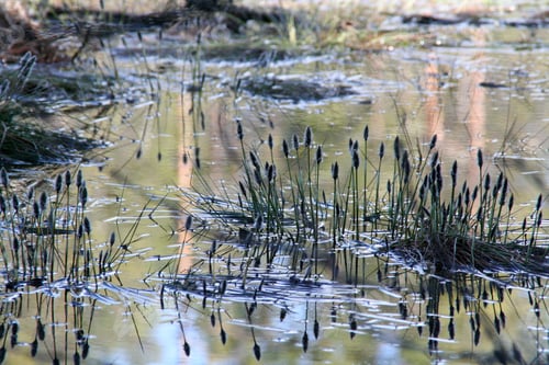 Preview: weeds are growing out of the water near the edge of a pond