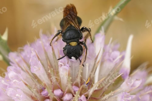 Preview: Closeup on a large mediterranean small carpenter bee, Ceratina chalcites on a pink Dipsacus flower