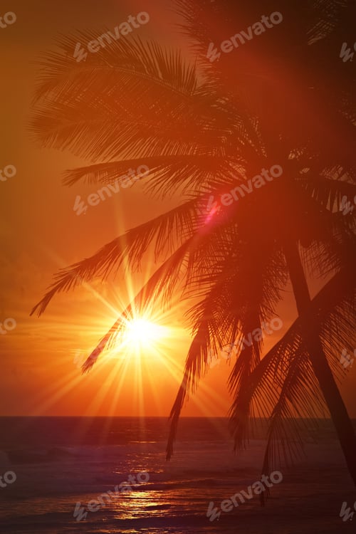 Preview: Tropical sunset scene with palms