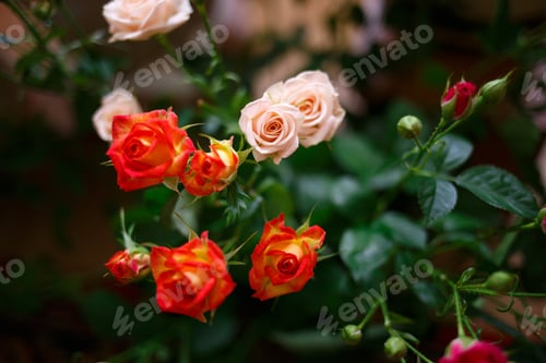 Preview: multicolored small spray roses on dark background