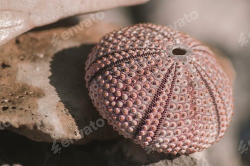 Preview: Closeup shot of a sea urchin shell on the beach