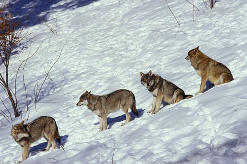 Preview: wolf, pack, togetherness, group, wilderness