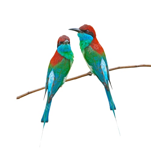 Preview: Blue-throated Bee-eater