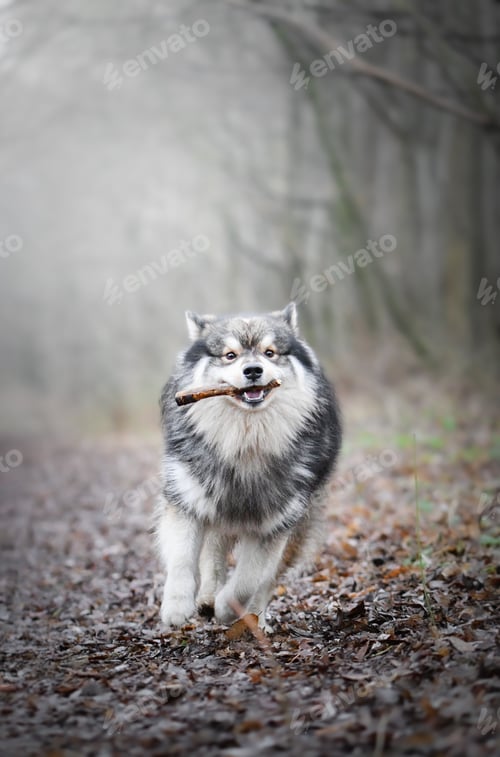 Preview: Portrait of a young Finnish Lapphund running in forest or woods while having a stick in his mouth