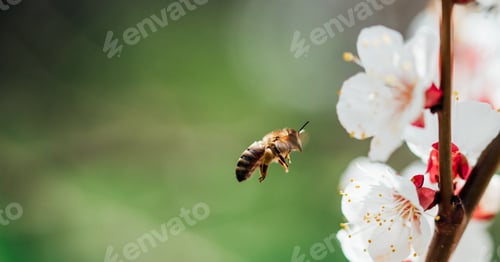 Preview: Branches of blossoming cherry and bee macro with soft focus