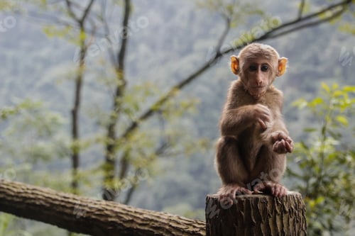 Preview: Portrait of a cute wild newborn little monkey in China (Tibetan macaque)