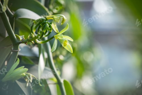 Preview: Vanilla flowers blooming in the garden.