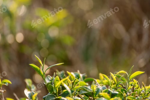 Preview: Green tea tree leaves field young tender bud herbal Green tea tree in camellia sinensis organic
